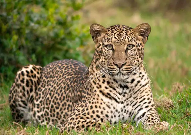 Страна бегунов, леопардов и голландских роз: интересные факты о Кении