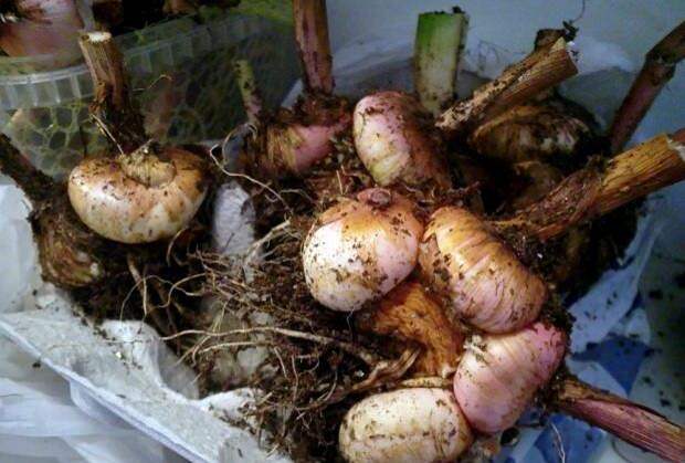 как подготовить луковицы гладиолусов к зиме