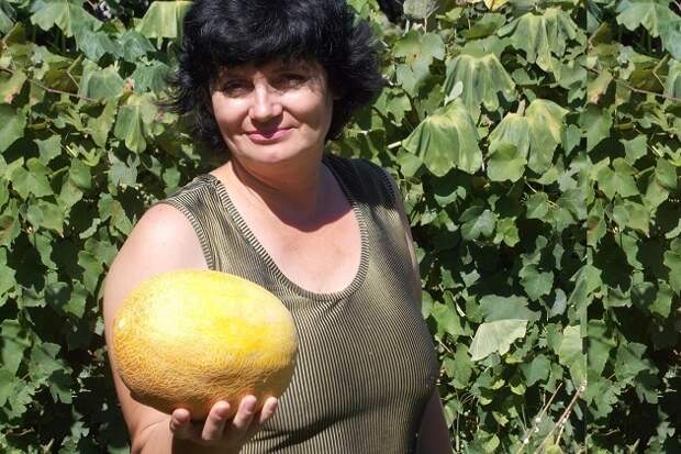 Золотая дыня, золотая