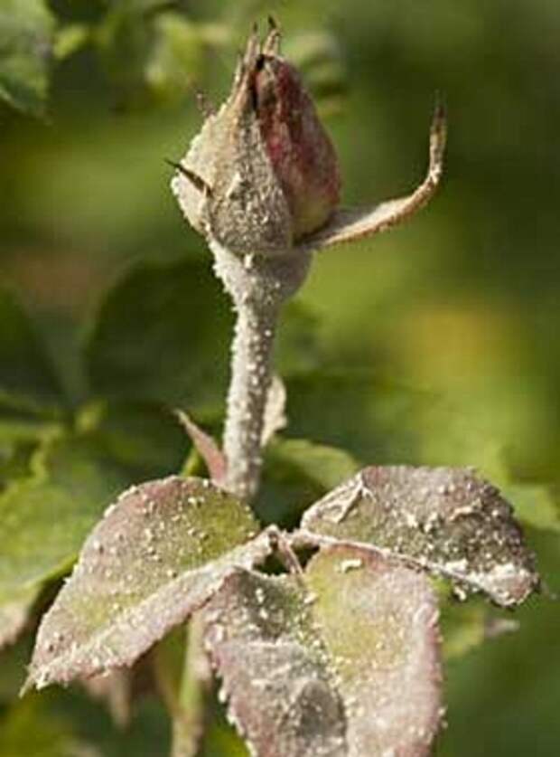 diseases_mildew