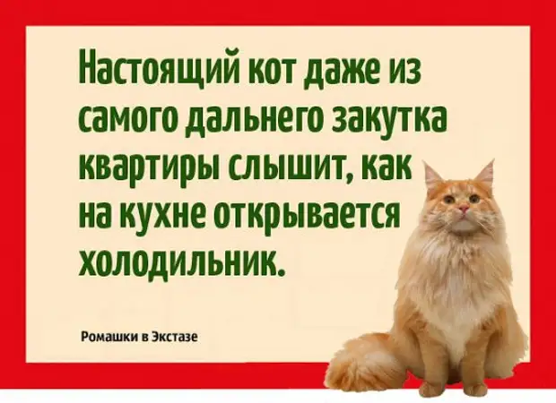 Настоящий кот даже из самого дальнего закутка квартиры слышит как на кухне открывается холодильник