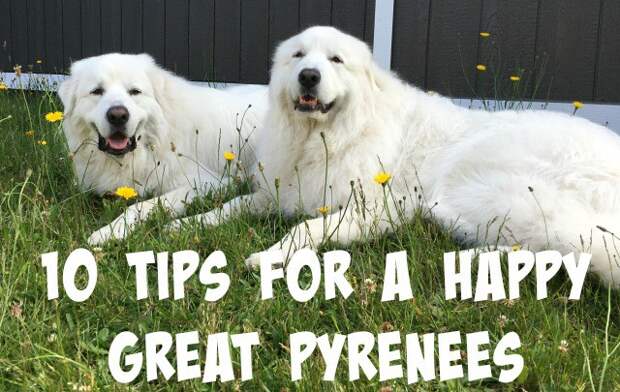 How do you keep your Great Pyrenees happy? Over the years, I've come up with my top 10 tips for a happy Great Pyrenees.