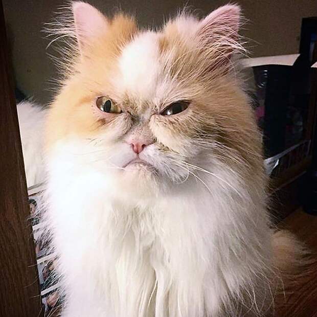Новый самый сердитый кот
