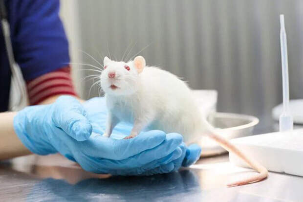 Ветеринары в Москве спасли крысу с огромной опухолью молочной железы