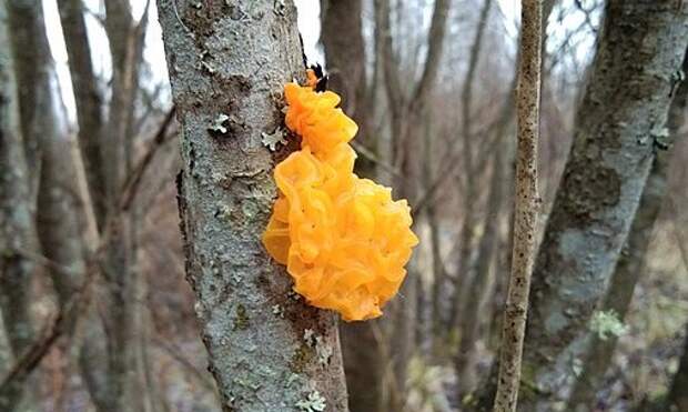 В парке «Тушинский» обнаружен поедающий сородичей хищный гриб