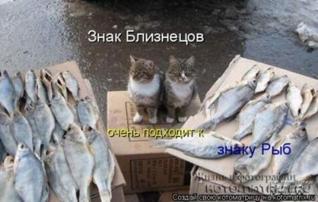 Котоматрицы....самые прикольные