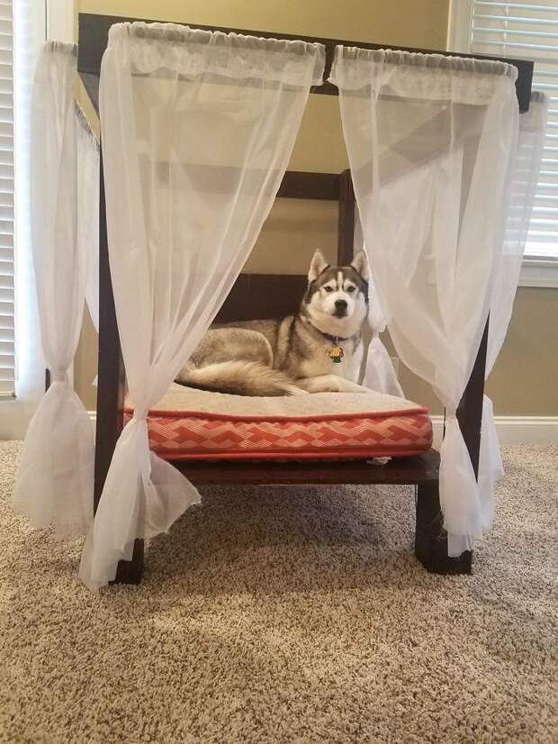 I Built My Husky A Canopy Bed, And Now She Won't Get Out Of It