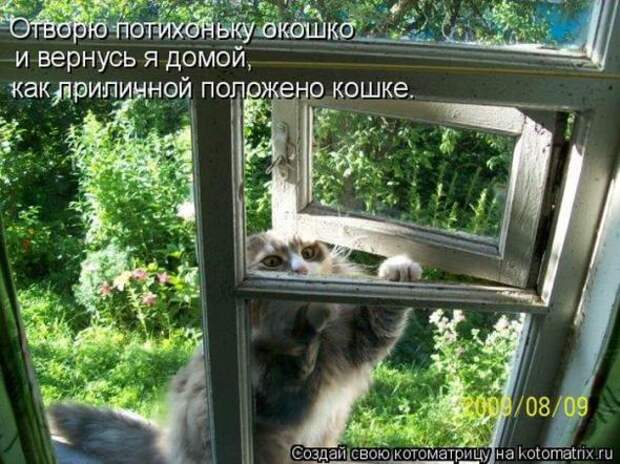 Котоматрицы(картинки с надписями)