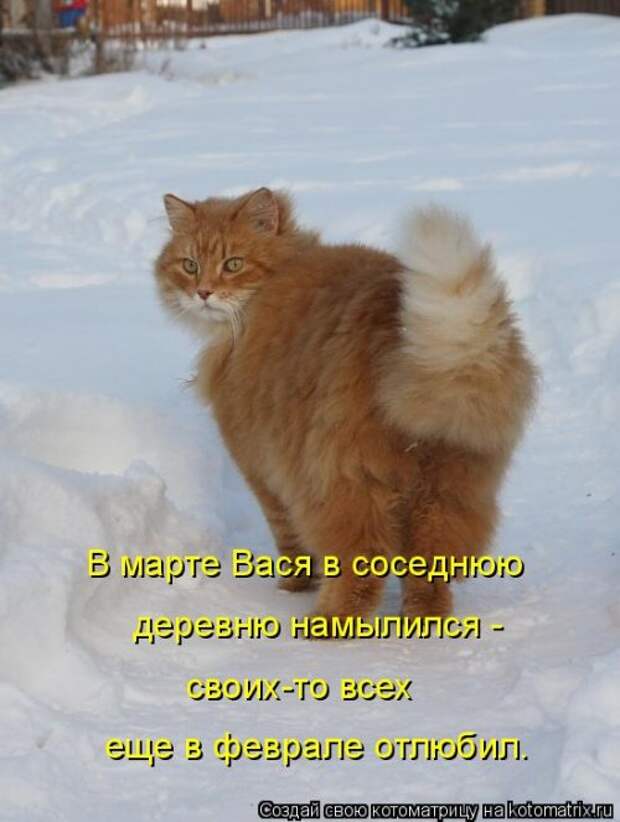 Свежая котоматрица на Бугаге (37 фото)