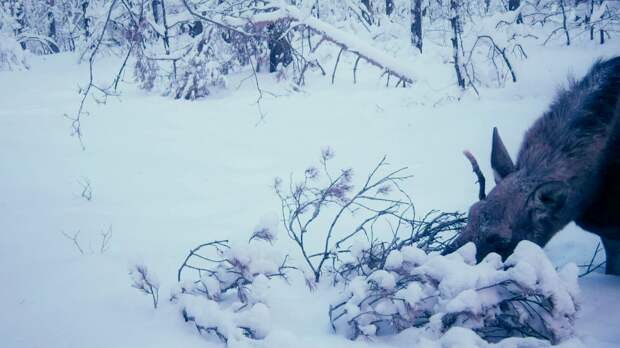 В Окском заповеднике лоси в морозы предпочитают обедать лежа