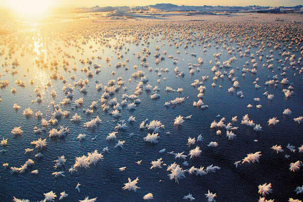 Ледяные «цветы», Арктика