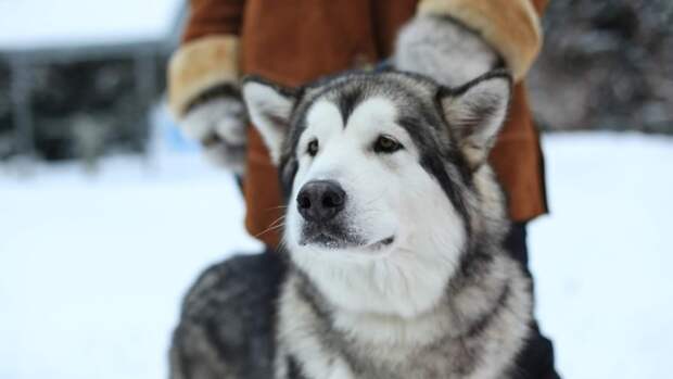 Эксперт предупредил об опасности дорожных реагентов для собак