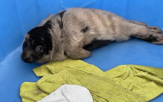 «Суровая и недоверчивая». В Ленобласти спасли ещё одну нерпу-кроху