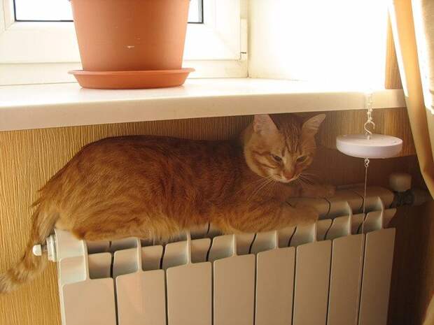 Кошки, которые очень любят тепло