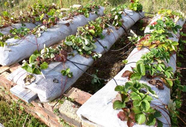 Пример использования технологии выращивания клубники в мешках, которая позволяет собирать ягоды чистыми - без песка и земли
