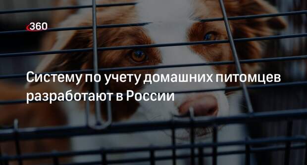 Министерство природы России запланировало ввести учет домашних животных