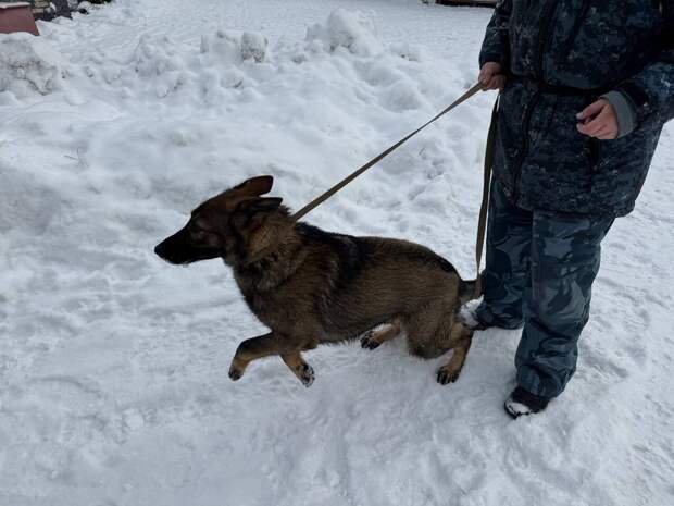 Петербургский "Водоканал" ищет для охраны кинологов с собаками