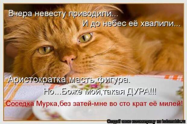 Котоматрицы(картинки с надписями)