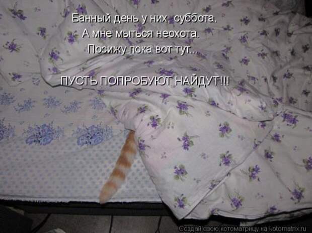 Новая котоматрица (44 шт)