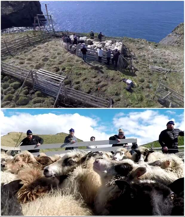 Стадо овец стало дополнительным развлечением для путешественников (о.Эдлидаэй, Исландия). | Фото: youtube.com/ © Torz Film.