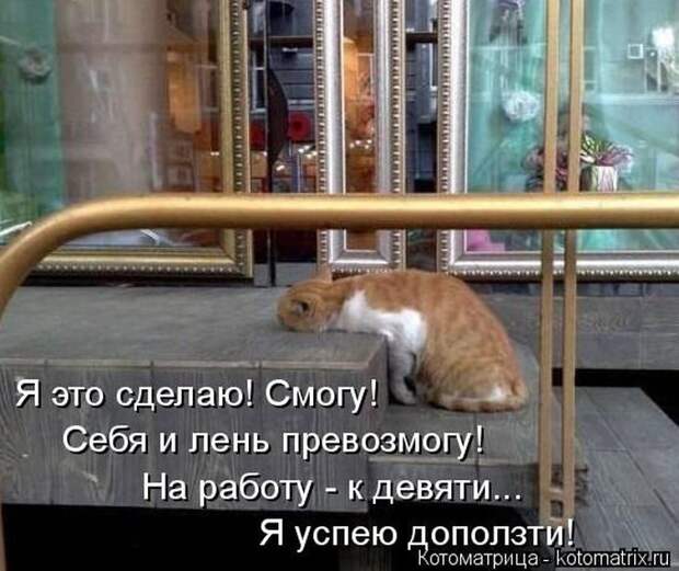 Лучшие котоматрицы недели