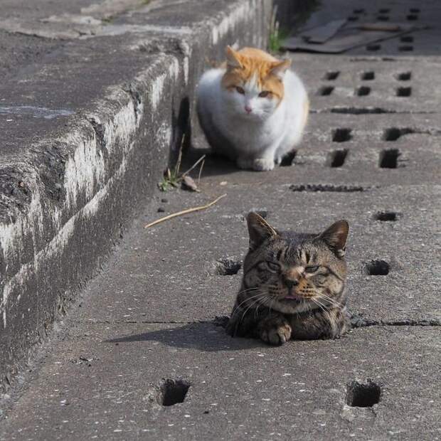 Японский фотограф Нян Кичи увлекается съемкой бродячих котов животные, кот, япония