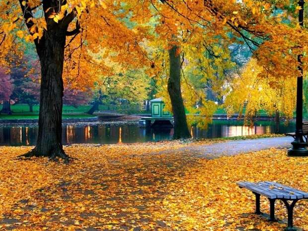 пруд, природа, листва, осень, парк, деревья 640 x 480