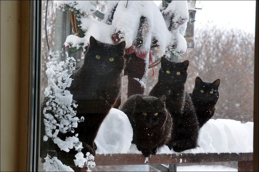 Зимние забавы кошек
