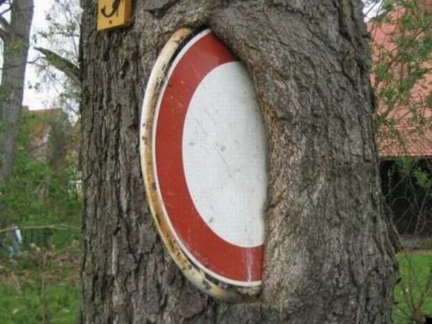Сила природы (25 фото)