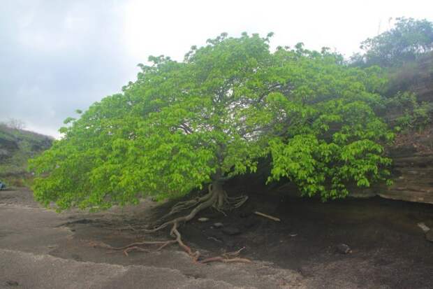 Самое опасное в мире дерево | Пикабу