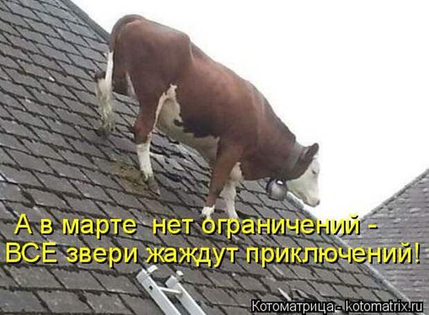 Лучшие котоматрицы недели (50 фото)