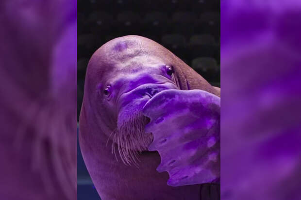 Морж Миша из Владивостока поздравил воздушным поцелуем подругу из Москвы