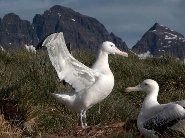 Странствующие альбатросы (лат. Diomedea exulans)(англ. Wandering Albatross)