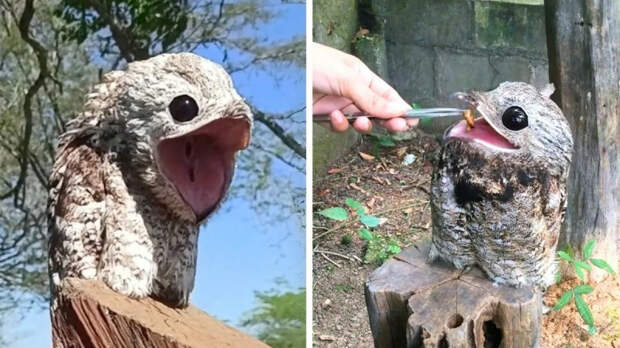 Фото-природа>Козодой