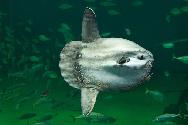 Need To Know: гигантская луна-рыба весом более тонны перекрыла канал в Венеции