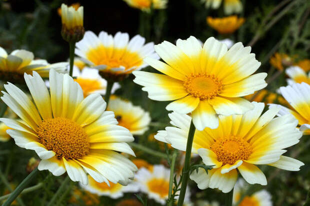 Chrysanthemum-type