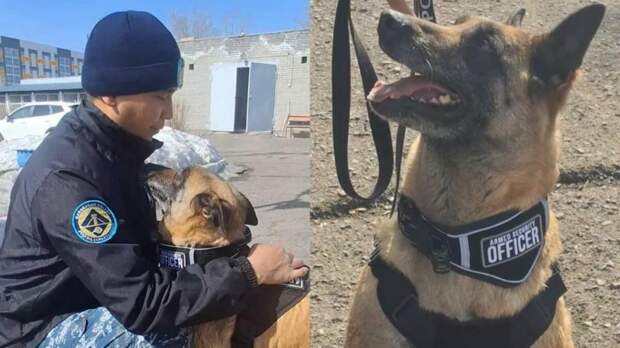 Служебную собаку Берту проводили на заслуженный отдых в Караганде