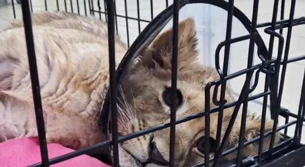 Маленькую львицу в тяжелом состоянии забрали у блогера из Москва-Сити