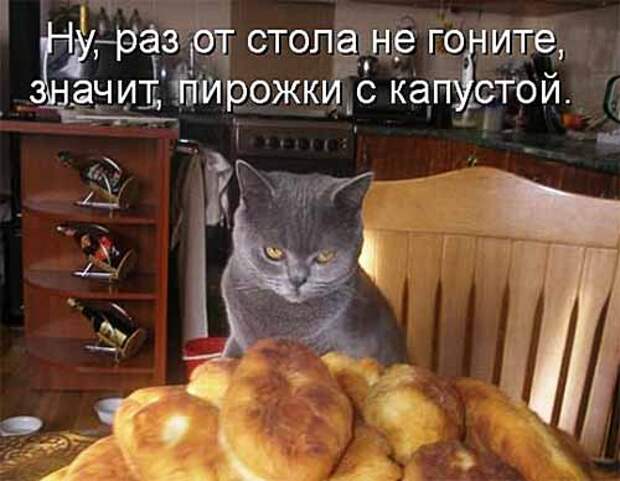Кулинарные котоматрицы