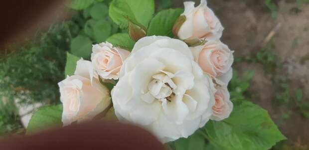 Бутоны и раскрывшийся цветок  розы    вайт пинк (white pink). Авторское фото.