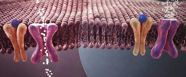 Ученые обнаружили скрытый механизм, связывающий диабет и рак