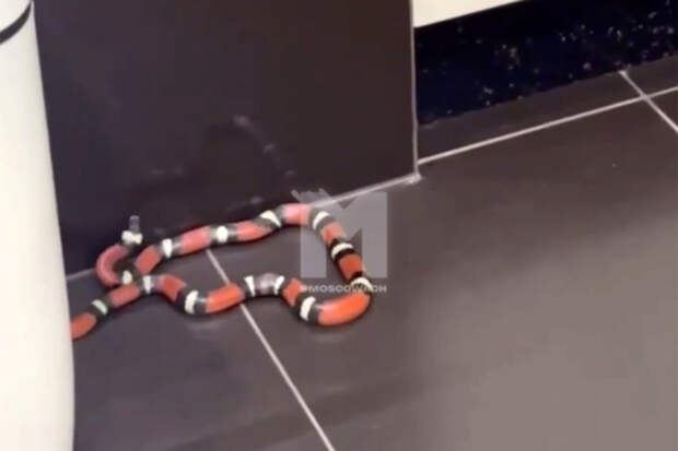 В Москве мужчина внезапно обнаружил у себя в туалете ярко-красную змею