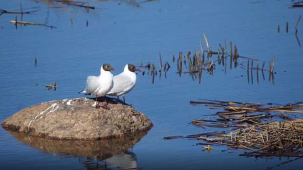 Птицы начали возвращаться в свои летние дома у петербургской дамбы – видео