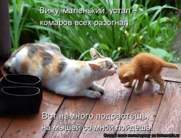 Котоматрицы (картинки с надписями)