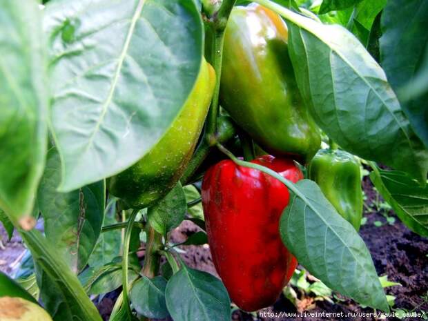 20110907_15 (700x525, 253Kb)