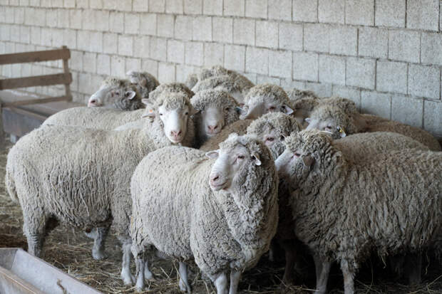 В России займутся изучением шерсти дагестанской горной породы овец