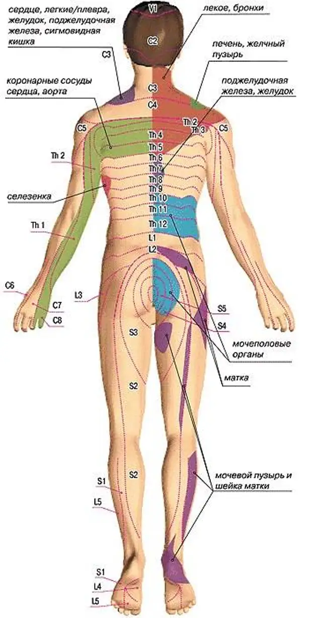 Карта отраженной боли триггерных точек