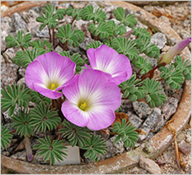 Оксалис (Кислица) adenophylla Оксалис (Кислица) adenophylla