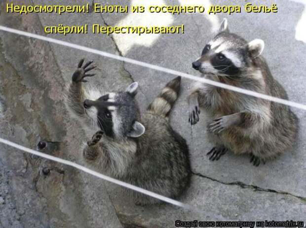 Лучшие котоматрицы недели (50 фото)