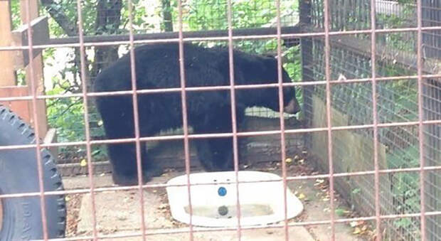 Доступа к чистой воде у Медведя нет - только ванная с грязной застоявшейся водой.
